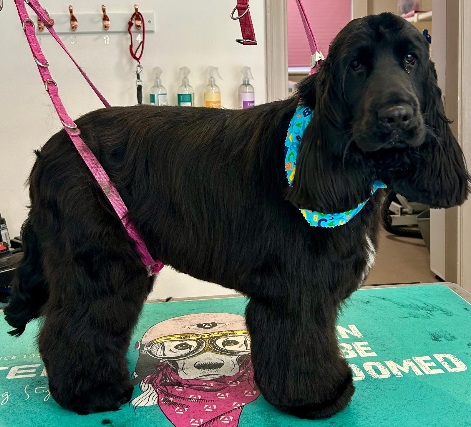 Happy client after grooming