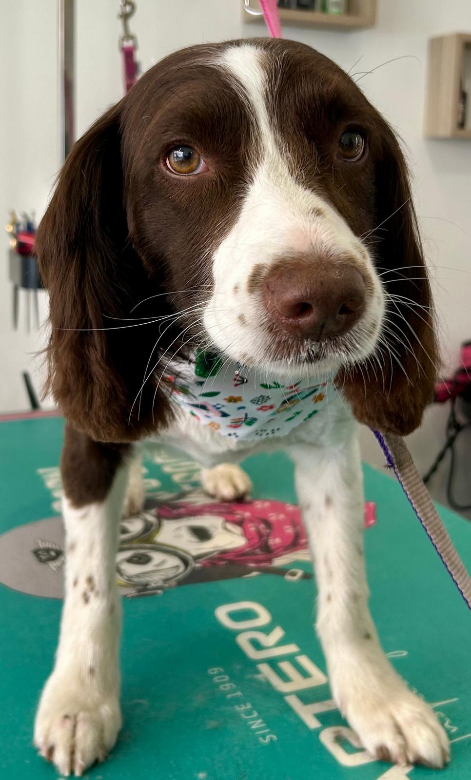 Premium care and attention