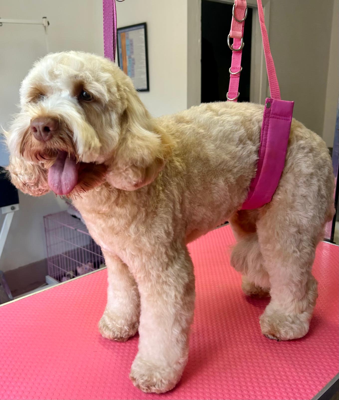 Luxury grooming setting